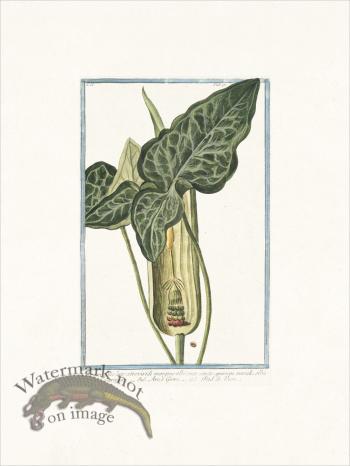 Bonelli 175 Pied de Veau